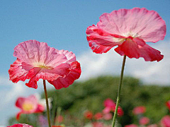 summer郑舒心采集到花卉