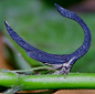 最奇怪的角蝉之一，Sphongophorus (Cladonota) ballista，前后两个角，都是胸部的延伸，头和腹蜷缩在胸下——来自中美巴拿马。