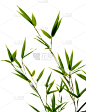 竹,垂直画幅,禅宗,宁静,绿色,无人,白色背景,夏天,背景分离,植物学