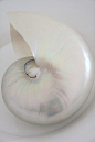 sea shell