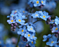 Myosotis Sylvatica
勿忘我