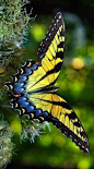 Cool Butterfly: 