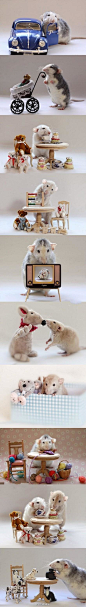 [【创意生活】3只仓鼠的创意写真，太萌了] 治愈心灵的拟人情景。来自荷兰摄影师 Ellen Van Deelen的作品。