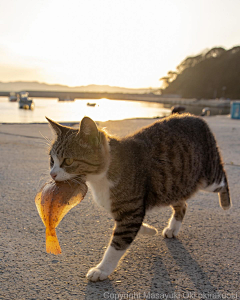来碗吹沙魚采集到世界各地可爱的猫咪