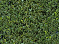 Textures   -   NATURE ELEMENTS   -   VEGETATION   -  Hedges - Green hedge texture seamless 13074