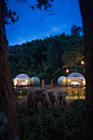 jungle bubbles at luxury resort in thailand let guests sleep alongside elephants