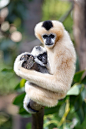 White-Cheeked Gibbons