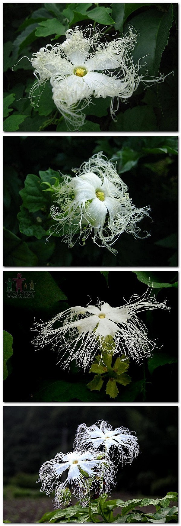  摄影 植物/花卉 【百科名片】--栝楼...