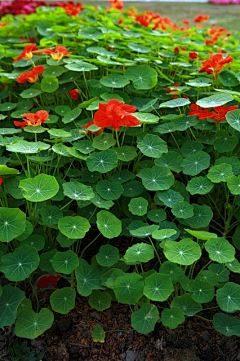 芥茉j采集到聆听花语