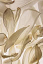 hague51:

White Tulip Petals
