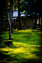 苔藓寺，赛豪姬在京都
Moss temple, Saiho-ji in Kyoto