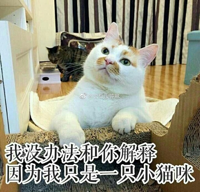 楼板娘的微博_微博