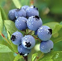 【蓝莓（Blueberry）】
意为蓝色...