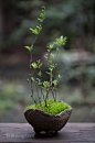 苔青_新浪博客