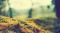 General 2560x1440 anime anime grass depth of field nature moss macro tilt shift