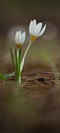 番红花（学名：Crocus sativus L.）又称藏红花、西红花，是一种鸢尾科番红花属的多年生花卉，也是一种常见的香料。原产欧洲南部，中国各地常见栽培。 

番红花为著名的珍贵中药材，主要药用部分为小小的柱头，因此显得十分珍贵。