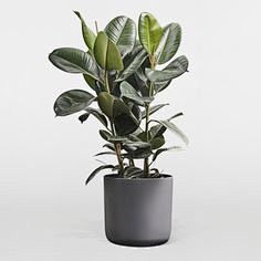 Large Rubber plant (...