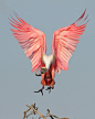 roseate, spoonbill, Louisiana photo