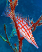 Longnose Hawkfish