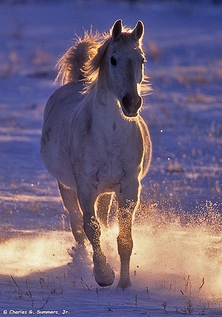 Arabian Horse in Sno...