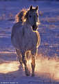 Arabian Horse in Snow