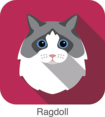 Ragdoll, Cat breed f...