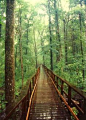 15 Most Beautiful National Parks in America | Fascinating Places To Travel. Congaree National Park, South Carolina