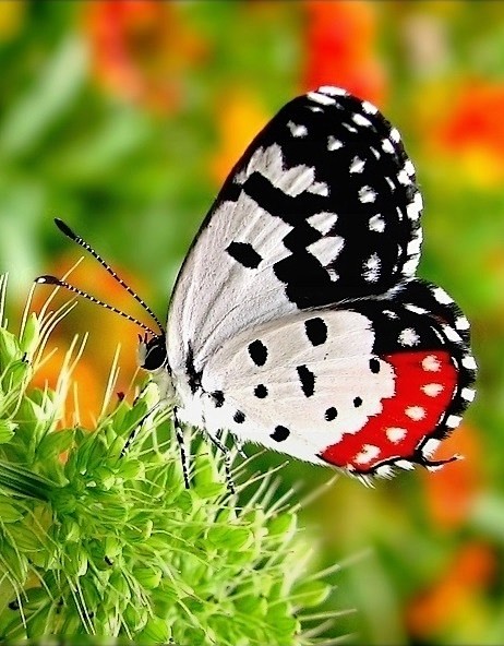 ~~Red Pierrot (Talic...