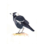 Magpie Painting - print of watercolor painting 5 by 7