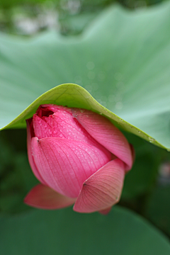 「潇洒小姐」采集到❀❀待到花开烂漫时❀❀