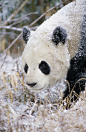 earthandanimals:

Giant Panda
Photo by Michael Peck
