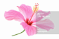 Pink Hibiscus on white : Stock Photo