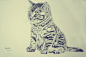 Jeayoung钢笔画—— 一只小猫