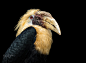 Hornbill Calao by Sylvie S on 500px