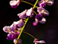 秀丽的紫藤花图片