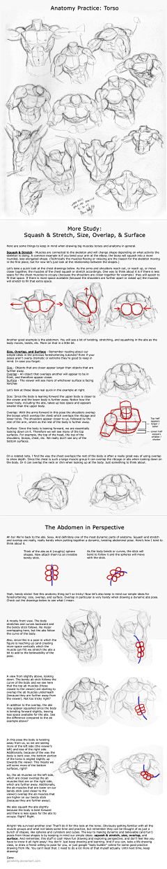 rambor_rambor采集到anatomy