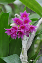 红花石斛 Dendrobium miyakei