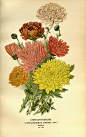 Chrysanthemums - vintage botanical.