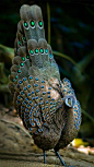 sergeymihali:   The grey peacock - pheasant (Polyplectron bicalcaratum), also known as  Burmese…): 