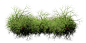 高清PNG！水生植物素材-水草PNG格式 weeds PS素材，总共11张-PS素材库-设计e周 - 手机版 - Powered by Discuz!