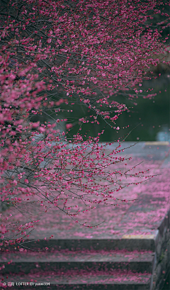 铁勺猫采集到花事