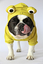 #搞笑# 青蛙还是狗狗？！