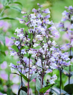 幻想鄉的影儿采集到花草庭院