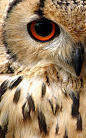 Indian Eagle Owl 