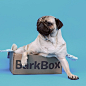 Loulou & Co. 在 Instagram 上发布：“THX @barkbox !!! LOULOU LITERALLY LOVES THE BOX”
狗、汪星人、巴哥