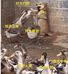 古堡贵族灰太狼采集到gif