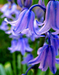 英国蓝风铃
English Bluebell.