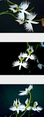 鹭草

　　又名鹭兰、日本鹭草、狭叶白蝶兰

　　因花的形状就象白鹭展翅飞翔的样子故取其名。
