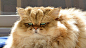 ふーちゃん公式サイト : しょんぼり顔のもふもふ猫ふーちゃんの公式サイト