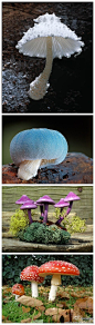 植物 看看成长中的小蘑菇---力量